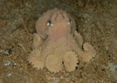 Baird's Octopus thumbnail 4