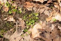 American Bittercress thumbnail 2