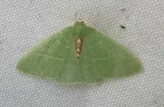 Nemoria glaucomarginaria thumbnail 2