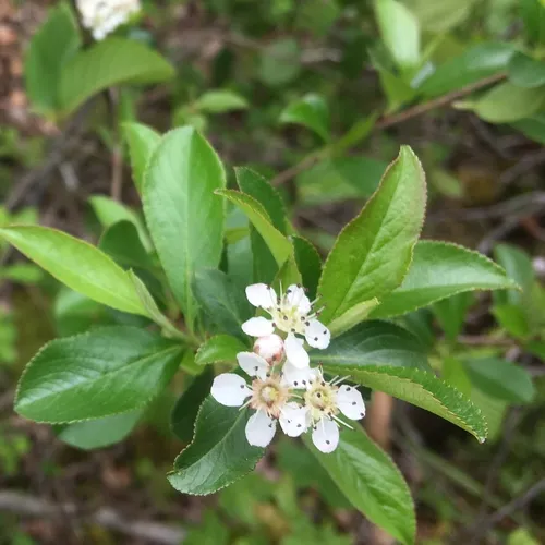 black chokeberry