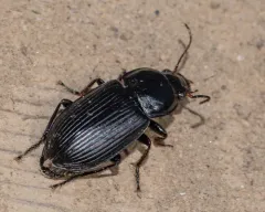 Anisodactylus harrisii thumbnail 3