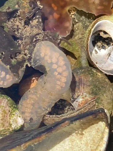 Reddish Variable Sandworm