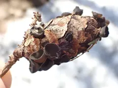Piceomphale bulgarioides thumbnail 2