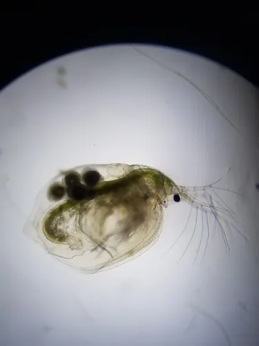 Simocephalus exspinosus