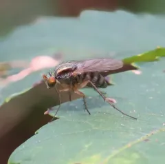 Dolichopus reflectus thumbnail 2
