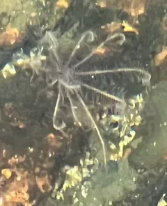 Common Feather Star thumbnail 3