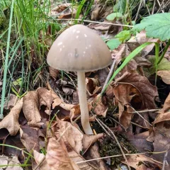 Tall Psathyrella thumbnail 3