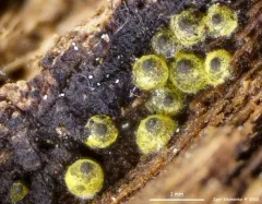 Cercophora sulphurella thumbnail 3