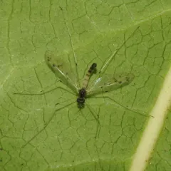 Dicranota maculata thumbnail 3