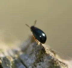 Two-horned Darkling Beetle thumbnail 3