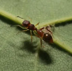 Slender Ant Mimicking Jumping Spider thumbnail 2
