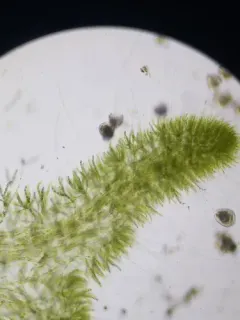 Chaetophora lobata thumbnail 3