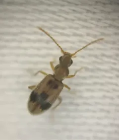 Desert Ant-like Flower Beetle thumbnail 3