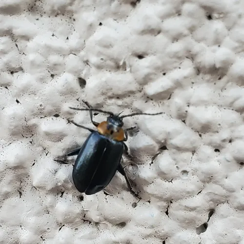 Three-spotted Flea Beetle