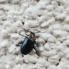Three-spotted Flea Beetle thumbnail 1