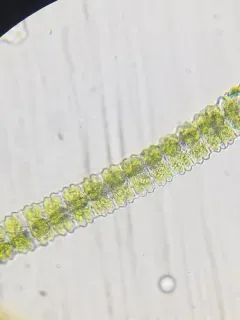 Desmidium aptogonum thumbnail 4