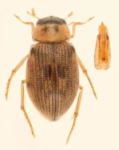 Berosus peregrinus thumbnail 4