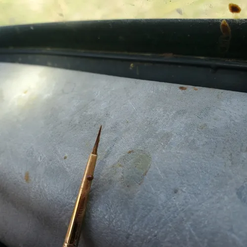 Varroa Mite