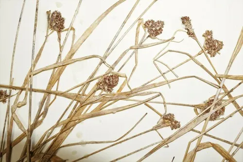 Greenland Wood-rush