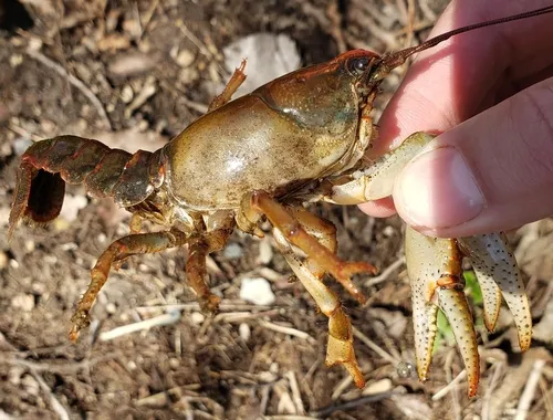 Paintedhand Mudbug