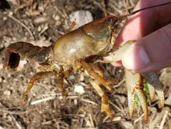 Paintedhand Mudbug thumbnail 1