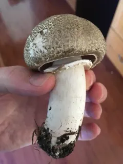 Inky Agaricus thumbnail 3