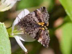 Annaphila depicta thumbnail 1