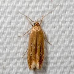Shy Cosmet Moth thumbnail 2