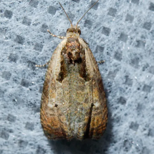 Olethreutes punctanum