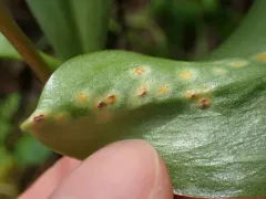Uromyces erythronii thumbnail 2