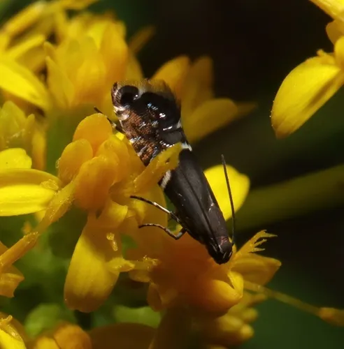 Glyphipterix saurodonta