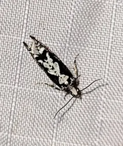 Filigreed Moth thumbnail 4