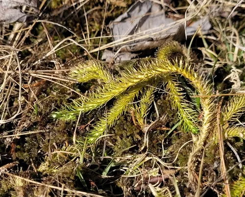 foxtail bog clubmoss