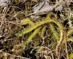 foxtail bog clubmoss thumbnail 1