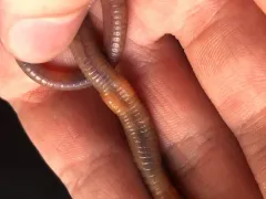 Ruddy Worm thumbnail 2