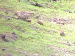 Red-throated Pipit thumbnail 4