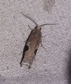 Virginia Pseudexentera Moth thumbnail 3