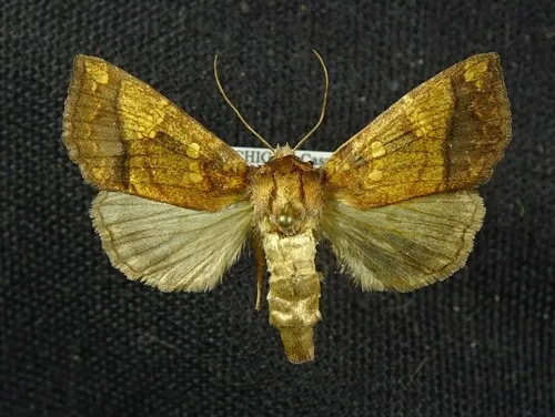Stoneroot Stem Borer Moth