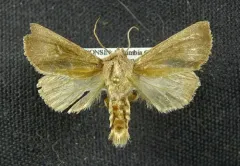 giant sunflower borer moth thumbnail 3