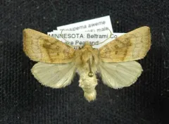 Bogbean Borer Moth thumbnail 2