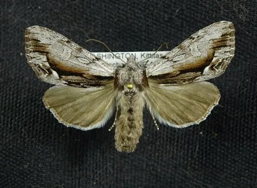Hyppa indistincta