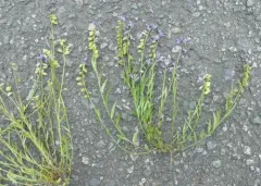 Common Milkwort thumbnail 2