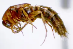 Ischnosoma virginicum thumbnail 4