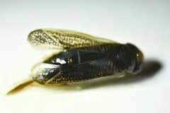 Sigara grossolineata thumbnail 2