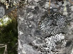 Seaside Tube Lichen thumbnail 1