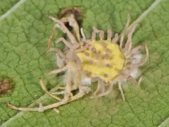 Gibellula arachnophila thumbnail 4