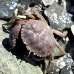 Pygmy Rock Crab thumbnail 3