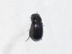 Stenotothorax badipes thumbnail 3