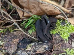 Pseudoplectania melaena thumbnail 3