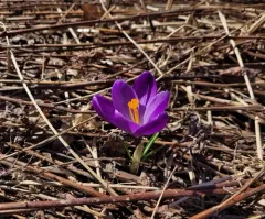 Spring Crocus thumbnail 4